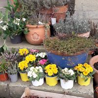 Plants! at Tea by the Lock in York