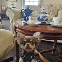  at Tea by the Lock in York