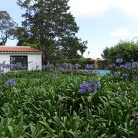 Jardin d'agapanthes avec vue sur la piscine. at Colina Flora in Colares