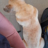 Bonnie at Wolf Coffee in Lommel