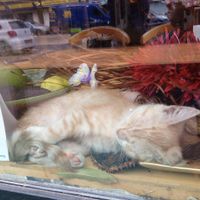 The cute cat :) at Alchemist Garden in Amsterdam