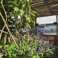 Beautiful outdoor seating parklet with lush greens  at Tamales Madre in Mexico City