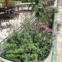 Plants   at Sweet Pea Cafe in Tallahassee