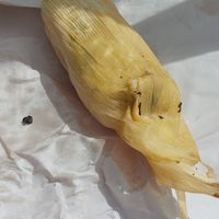  at Tamales Ciencia Ficción in Playa Del Carmen