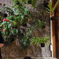 Plant decor at The Banyan Tree in Lahaina