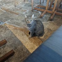  at The Banyan Tree in Lahaina