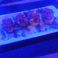 Bruschetta but ask for no parmesan cheese when ordering at Drop Inn in Tenerife