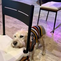 I want another prize!!! 🐾💙  at I Quit - Café & Bakery in Mexico City