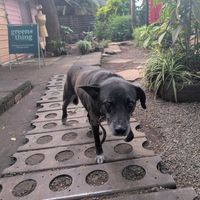 Milo, one of two resident dogs here :) at Pallet Cafe in Nairobi