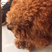 The cute dog from one of the owners, his name is Weasley! :) at Café Klin in Paris