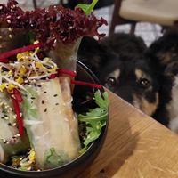 Summer rolls at Vegan House - Schillerplatz in Dresden