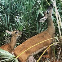Key deer  at Deer Run Bed and Breakfast in Big Pine Key