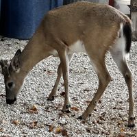   at Deer Run Bed and Breakfast in Big Pine Key
