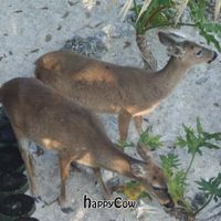 Key deer at Deer Run Bed and Breakfast in Big Pine Key