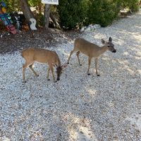Little Key deer came right up to us to explore when we arrived.  An impromptu "welcoming committee" at Deer Run Bed and Breakfast in Big Pine Key