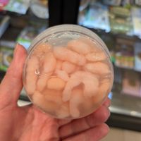  at Vegustibus in Rome