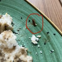 Dead cockroach in my tapioca crepe  at Loft Brunch & Cocktails in Funchal