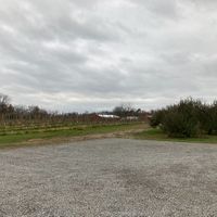 Orchard  at Woolf Farms Fruit Market in Salem