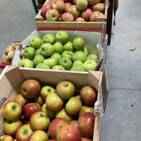Apples at Woolf Farms Fruit Market in Salem