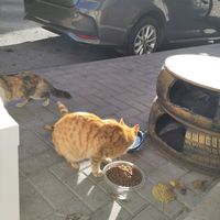 Spot in the sun on the pavement outside the restaurant. I drank my hot chocolate, while the street cats ate their food at Vegan Spectrum مطبخ الطيف النباتي in Amman