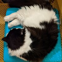 Fluffy cow cat at Cat Caffe in Zagreb