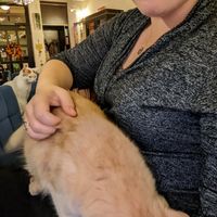 Dante the very cuddly kitty at Cat Caffe in Zagreb