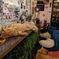 Counter cat and friends at Cat Caffe in Zagreb