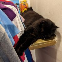 Black Norwegian forest cat at Cat Caffe in Zagreb