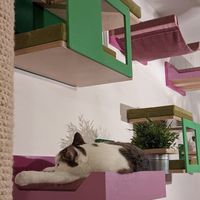 Shelf cat at Cat Caffe in Zagreb