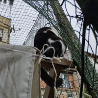  at Cat Caffe in Zagreb