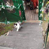  at Cat Caffe in Zagreb