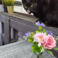  at Cat Caffe in Zagreb