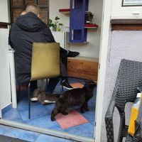  at Cat Caffe in Zagreb