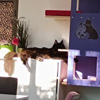  at Cat Caffe in Zagreb