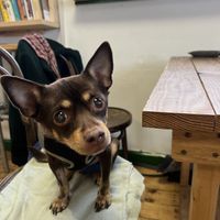 Dog friendly   at Earthlings in Newcastle Upon Tyne