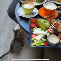 Vegan breakfast plate and friendly stray cat 🐱   at Dükkan Galata in Istanbul