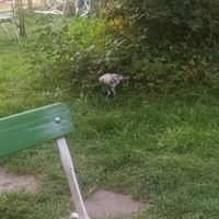 Chickens walking around in the garden at Boscafé Merlijn Gaststätte in Kranenburg