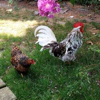 Buiten at Boscafé Merlijn Gaststätte in Kranenburg