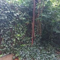  at Dosa Dosa in Prague