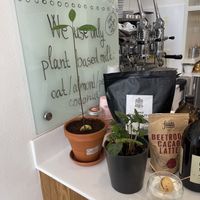 Avocado plants and cacao on the counter   at Dosa Dosa in Prague