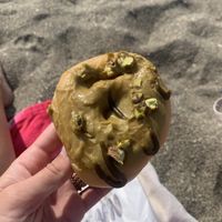 Pistachio donutts  at Bun and Coffee in Malaga