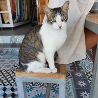 Friendly cat at Teapot Cafe in Taghazout