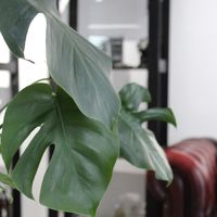 Und Pflanzen kann man dort auch kaufen at Cäff Chen in Stuttgart