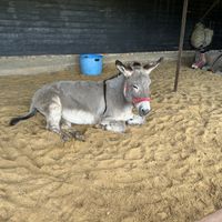   at Hillside Shire Horse Sanctuary Cafe in West Runton