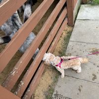   at Hillside Shire Horse Sanctuary Cafe in West Runton