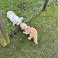   at Hillside Shire Horse Sanctuary Cafe in West Runton