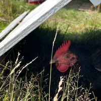  at Hillside Shire Horse Sanctuary Cafe in West Runton