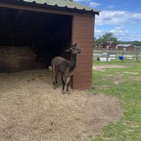   at Hillside Shire Horse Sanctuary Cafe in West Runton