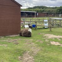   at Hillside Shire Horse Sanctuary Cafe in West Runton