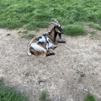   at Hillside Shire Horse Sanctuary Cafe in West Runton